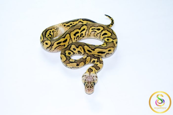 6761 1.0 PASTEL YELLOW BELLY CLOWN - Image 3
