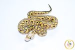 6762 1.0 SUPER PASTEL YELLOW BELLY CLOWN