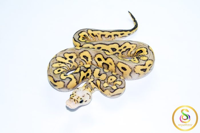 6762-1 6762 1.0 SUPER PASTEL YELLOW BELLY CLOWN - Image 1
