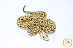 6762 1.0 SUPER PASTEL YELLOW BELLY CLOWN - Image 2