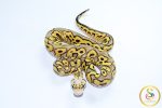 6762 1.0 SUPER PASTEL YELLOW BELLY CLOWN - Image 3