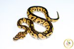 6763 1.0 YELLOW BELLY CLOWN