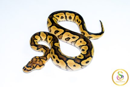 6763 1.0 YELLOW BELLY CLOWN