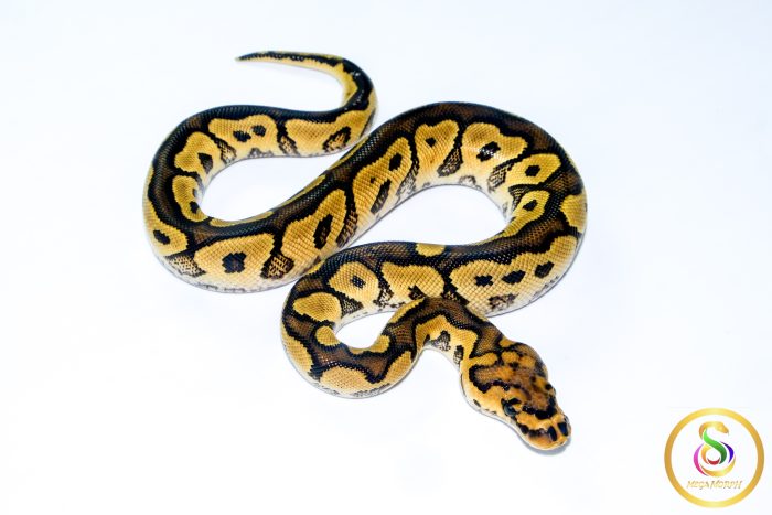 6763 1.0 YELLOW BELLY CLOWN - Image 2