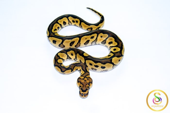 6763 1.0 YELLOW BELLY CLOWN - Image 3