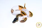 6764 0.1 LEOPARD ORANGE DREAM PIEBALD