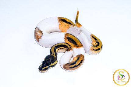 6764 0.1 LEOPARD ORANGE DREAM PIEBALD