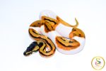 6765 0.1 ORANGE DREAM LEOPARD ENCHI PIEBALD
