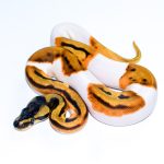 6765 0.1 ORANGE DREAM LEOPARD ENCHI PIEBALD