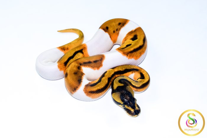 6765 0.1 ORANGE DREAM LEOPARD ENCHI PIEBALD - Image 2