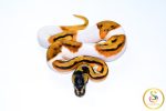 6765 0.1 ORANGE DREAM LEOPARD ENCHI PIEBALD - Image 3