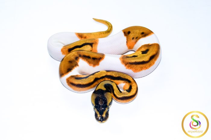 6765 0.1 ORANGE DREAM LEOPARD ENCHI PIEBALD - Image 3