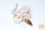 6766 0.1 ORANGE DREAM MOJAVE ENCHI PIEBALD - Image 2