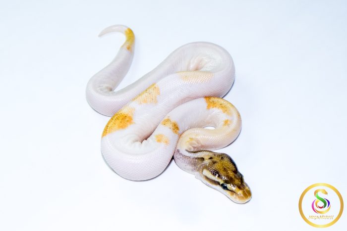 6766 0.1 ORANGE DREAM MOJAVE ENCHI PIEBALD - Image 2
