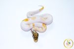 6766 0.1 ORANGE DREAM MOJAVE ENCHI PIEBALD - Image 3