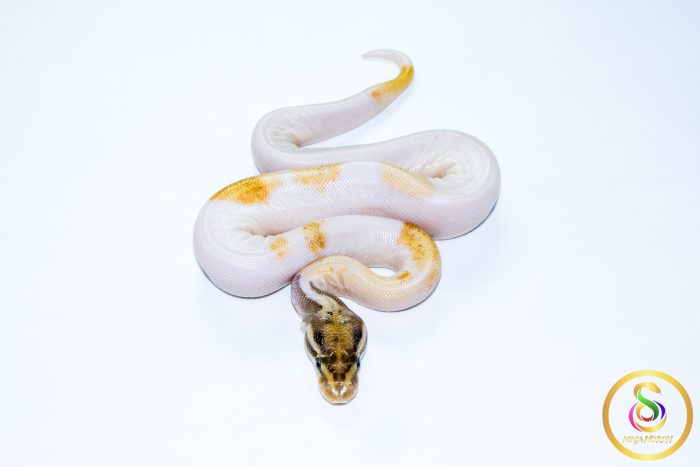 6766 0.1 ORANGE DREAM MOJAVE ENCHI PIEBALD - Image 3