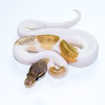 6767 1.0 ENCHI MOJAVE PIEBALD POSS LEOPARD