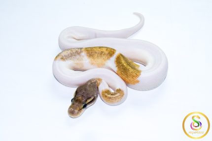 6767 1.0 ENCHI MOJAVE PIEBALD POSS LEOPARD