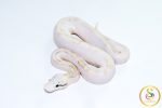 6768 0.1 SUPER PASTEL HIGHWAY POSS CALICO