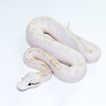 6768 0.1 SUPER PASTEL HIGHWAY POSS CALICO