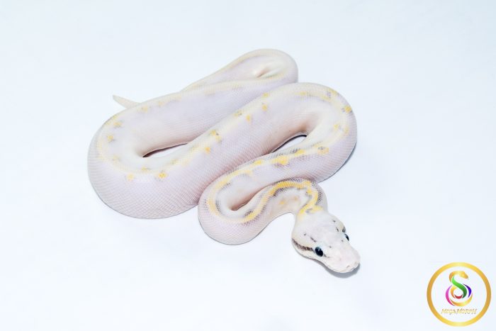 6768 0.1 SUPER PASTEL HIGHWAY POSS CALICO - Image 2