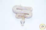 6768 0.1 SUPER PASTEL HIGHWAY POSS CALICO - Image 3