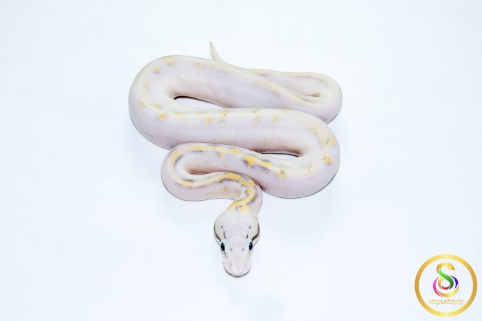 6768 0.1 SUPER PASTEL HIGHWAY POSS CALICO - Image 3