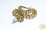 6769 0.1 SUPER PASTEL GRAVEL