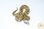 6769 0.1 SUPER PASTEL GRAVEL - Image 2