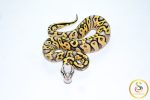 6769 0.1 SUPER PASTEL GRAVEL - Image 3