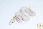 6770 1.0 SUPER PASTEL HIGHWAY POSS CALICO