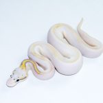 6770 1.0 SUPER PASTEL HIGHWAY POSS CALICO