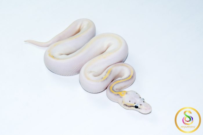 6770 1.0 SUPER PASTEL HIGHWAY POSS CALICO - Image 2