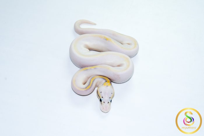6770 1.0 SUPER PASTEL HIGHWAY POSS CALICO - Image 3