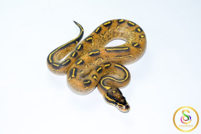 6771 1.0 HIGHWAY - Image 2