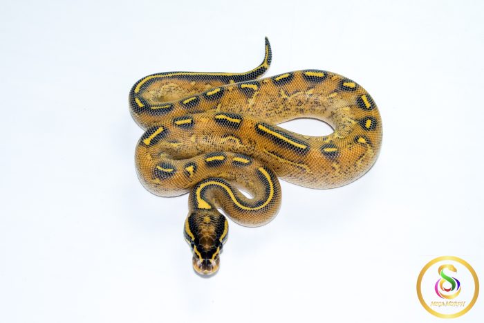 6771 1.0 HIGHWAY - Image 3