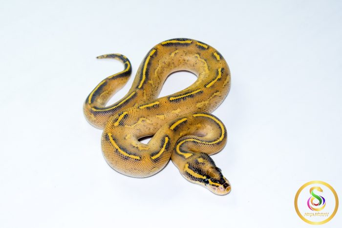 6772 1.0 HIGHWAY - Image 2