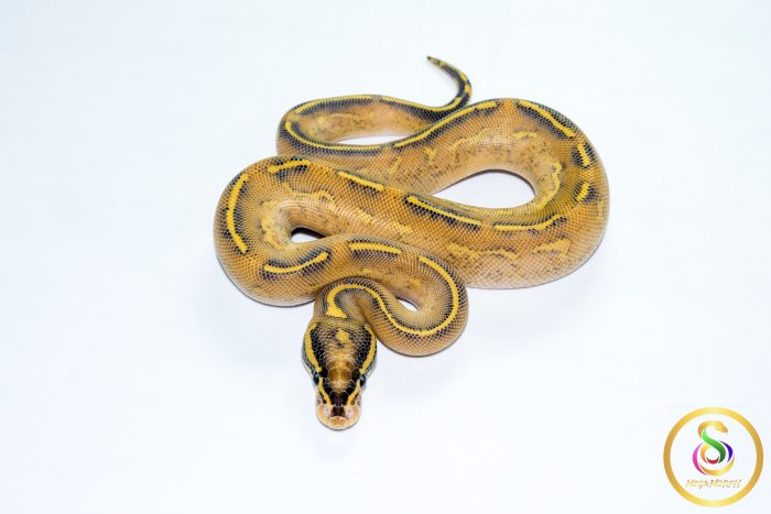 6772 1.0 HIGHWAY - Image 3