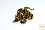 6773 1.0 CALICO GRAVEL