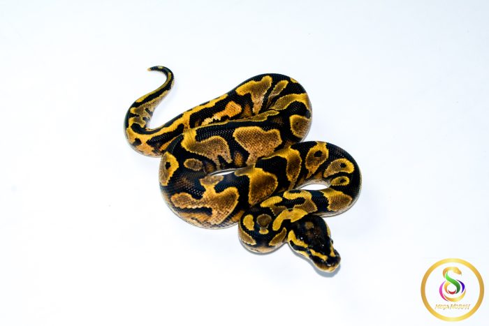 6773 1.0 CALICO GRAVEL - Image 2