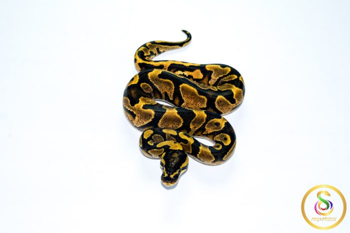 6773 1.0 CALICO GRAVEL - Image 3