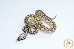6774 1.0 SUPER PASTEL BUTTER ORANGE DREAM YELLOW BELLY HET CLOWN