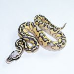 6774 1.0 SUPER PASTEL BUTTER ORANGE DREAM YELLOW BELLY HET CLOWN