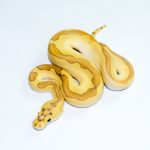 6775 0.1 ENCHI BUTTER PASTEL ORANGE DREAM CLOWN POSS CALICO