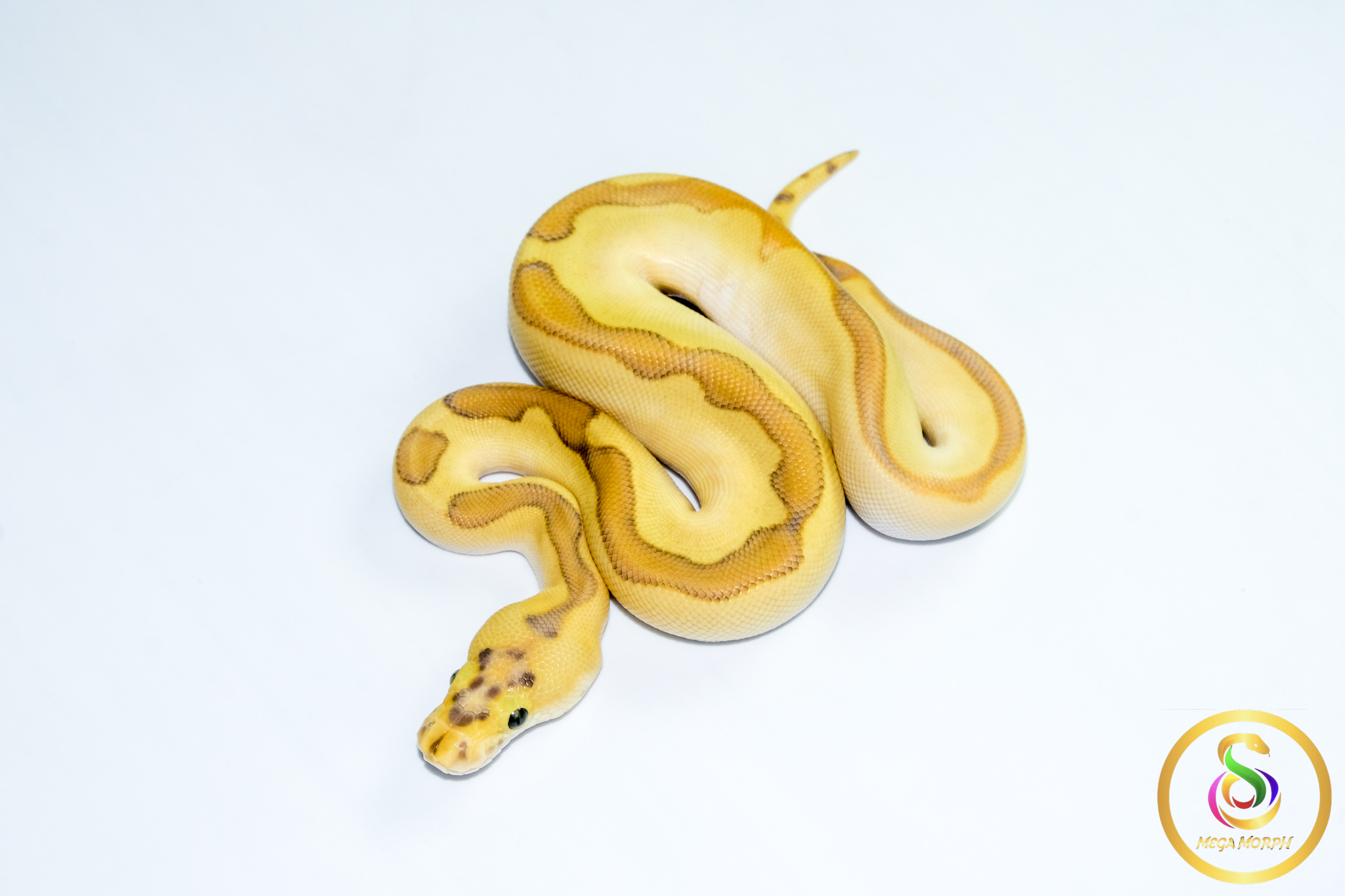 6775-1 6775 0.1 ENCHI BUTTER PASTEL ORANGE DREAM CLOWN POSS CALICO - Image 1