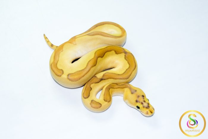 6775 0.1 ENCHI BUTTER PASTEL ORANGE DREAM CLOWN POSS CALICO - Image 2