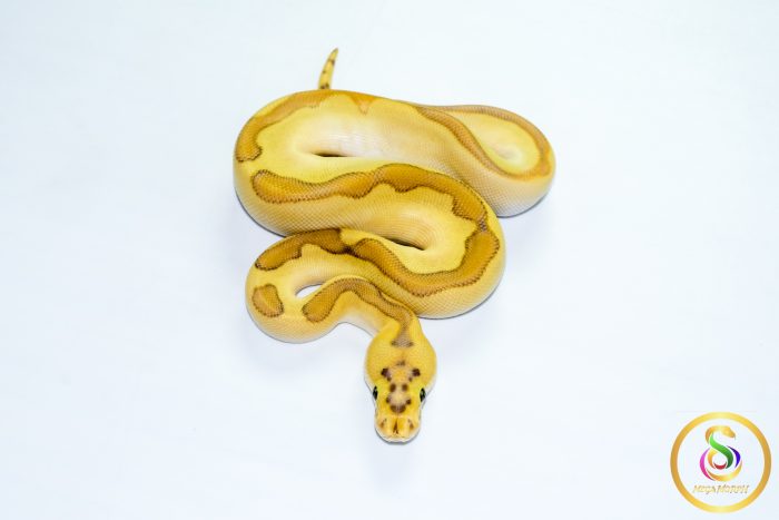 6775 0.1 ENCHI BUTTER PASTEL ORANGE DREAM CLOWN POSS CALICO - Image 3