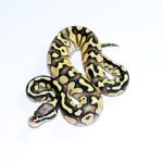 6776 0.1 SUPER PASTEL BUTTER ORANGE DREAM HET CLOWN