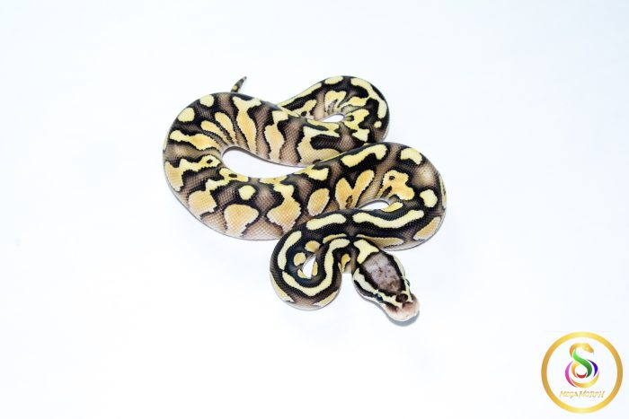 6776 0.1 SUPER PASTEL BUTTER ORANGE DREAM HET CLOWN - Image 2
