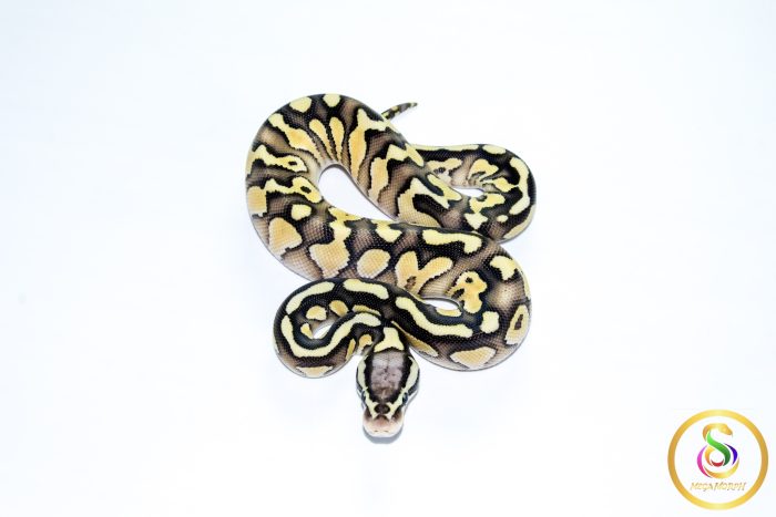 6776 0.1 SUPER PASTEL BUTTER ORANGE DREAM HET CLOWN - Image 3